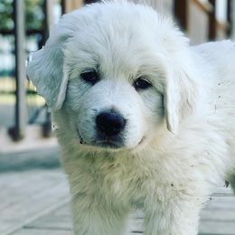 Great Pyrenees from Blackmore Farm