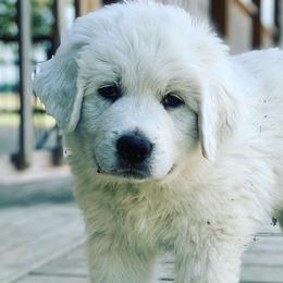 Great Pyrenees from Blackmore Farm
