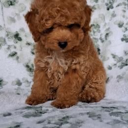 Hunter Bear - Red male Maltipoo puppy in Crestview, Florida from Little Cupcakes and Little Pumpkins Maltipoos
