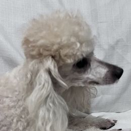 Amber - Poodle