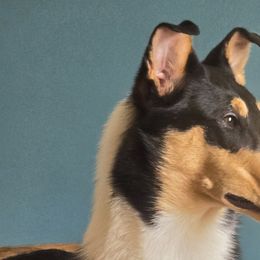 Collies from Iuvo Kennels