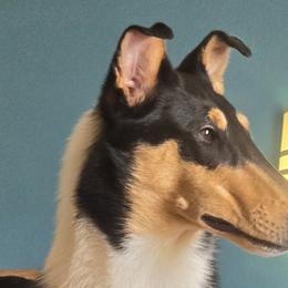Collies from Iuvo Kennels