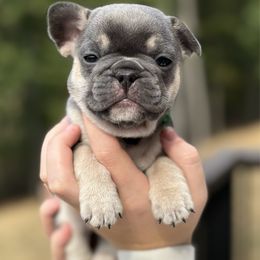 Boy 6 - Blue male French Bulldog puppy in Moorefield, West Virginia from Absolutely Boston Terriers and French Bulldogs