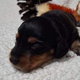 Girl 1 - Black and tan female Dachshund puppy in Franklin, Georgia from Lakeside Kennels of Franklin