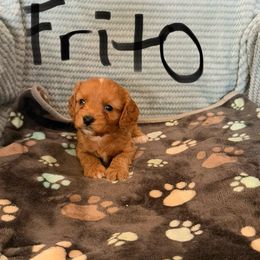 Frito - Apricot male Cavapoo puppy in Sherwood, Michigan from Patrick's Puppies