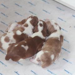 Welsh Springer Spaniel Puppies from Braith Welsh Springer Spaniels