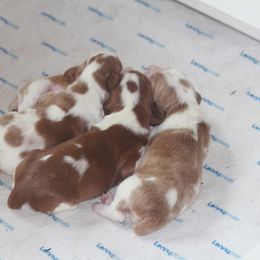 Welsh Springer Spaniel Puppies from Braith Welsh Springer Spaniels