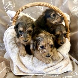 Dachshund puppies from MacLEdaux