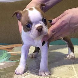 Boston Terrier Puppies from April Canterbury