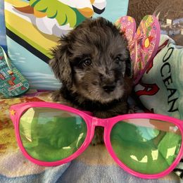 Goldendoodle Puppies from Goodyear golden doodles