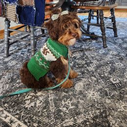 Bernedoodle, Cavapoo, and Poodle All Grown Up from Positively Doodles