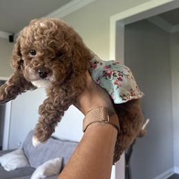 Peach - Buff and white female Cockapoo puppy in Maurice, Louisiana from Cajun Cockapoo’s