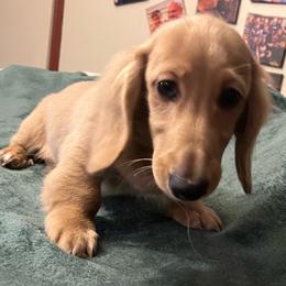 Starlord - Cream male Dachshund puppy in Arp, Texas from Barksalot Dachshunds