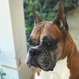 Boxer, Doberman Pinscher, and Siberian Husky All Grown Up from Archangel Boxers