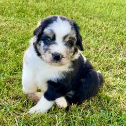 Nacho - Black tri male Miniature Australian Shepherd puppy in Clarksville, Tennessee from Southern Oak Pups