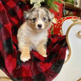 Mimi- Lime Green - Blue merle female Australian Shepherd puppy in Hayward, California from Grissom’s Aussies