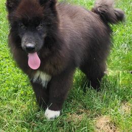 German Shepherd and Siberian Husky Puppies from Rose Trail Siberian’s