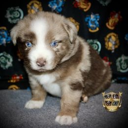Tinsel - Red merle male Australian Shepherd puppy in El Dorado Springs, Missouri from HP Aussie Kennels