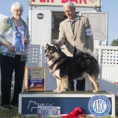 Ridley - Finnish Lapphund