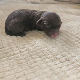 Pilot - Chocolate male Cavapoo puppy in Tucson, Arizona from Ever After Doodles Arizona