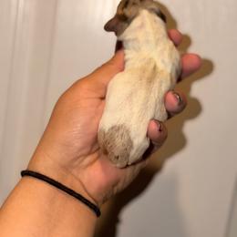 Boy 1 - Dapple male Dachshund puppy in Conway, Missouri from Ozark Mountain Kennel