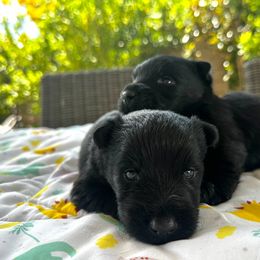 Blk Boy - Black Scottish Terrier puppy in Las Vegas, Nevada from SB Scotties Vegas