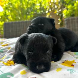 Blk Boy - Black Scottish Terrier puppy in Las Vegas, Nevada from SB Scotties Vegas