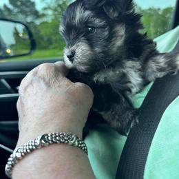 Morkie Puppies from McCormack Morkies