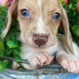 Chocolate based cream dapple piebald - Dapple male Dachshund puppy in Payette, Idaho from NT Mini Doxies