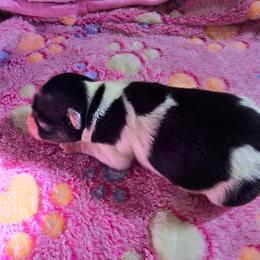 LAKEN - White black and tan female Papillon puppy in Hollister, Missouri from Swan Creek Kennel