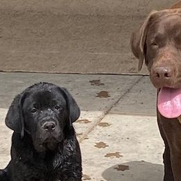 Maggie - Labrador Retriever