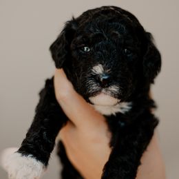 Pancake - Black and white male Sheepadoodle puppy in Patterson, California from Dooling Doodles
