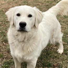 Piper - Light golden Golden Retriever puppy in Limestone, Tennessee from Reel Ridge Goldens