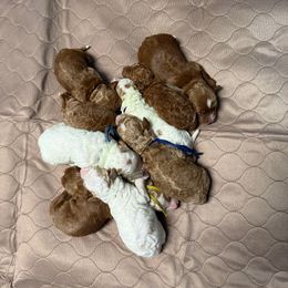 First Male pick - Red  male Goldendoodle puppy in Wayland, New York from Loris Pampered Pooches💕