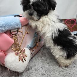 Midwest Mini Eward - Black male Mi-Ki puppy in Clearwater, Kansas from Midwest Mini Mi-kis