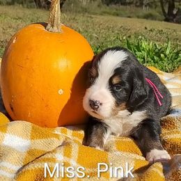 Miss. Pink - Black rust and white female Bernese Mountain Dog puppy in Weatherly, Pennsylvania from RC Farm