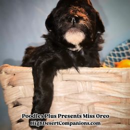 Aussiedoodle, Poodle, and Toy Australian Shepherd Puppies from High Desert Companions