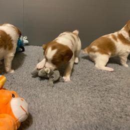 Girl 5 - Orange and white Brittany puppy in Port Orchard, Washington from Tullyvar Farm