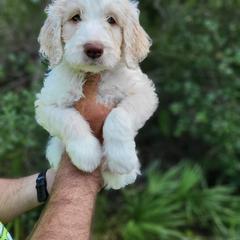 Assorted Doodle Crosses and Poodle Puppies from Jagged Oaks Farm