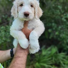 Assorted Doodle Crosses and Poodle Puppies from Jagged Oaks Farm