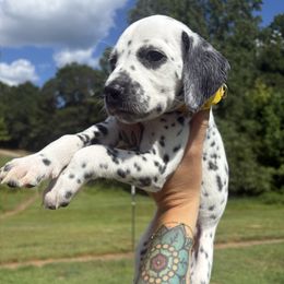 Pineapple - White and black female Dalmatian puppy in Demorest, Georgia from Dixon Dalmatians