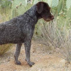 German Wirehaired Pointers from CanDo German Wirehaired Pointers