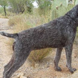 German Wirehaired Pointers from CanDo German Wirehaired Pointers
