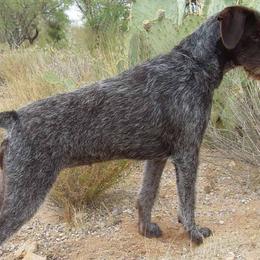 German Wirehaired Pointers from CanDo German Wirehaired Pointers