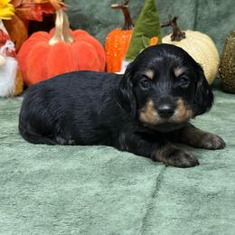 Creed - Black and cream male Dachshund puppy in Lincoln, Arkansas from Red Dirt Dachshunds