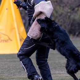 German Shepherds from Kriegerseele