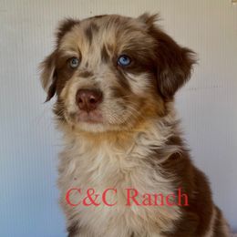 Australian Shepherd Puppies from C&C Ranch