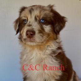 Australian Shepherd Puppies from C&C Ranch