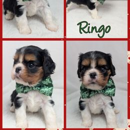 Ringo - Tri-color male Cavalier King Charles Spaniel puppy in Seymour, Missouri from Painted Blessing's AKC Cavaliers LLC