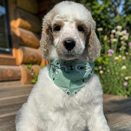 Luke - Cream male Poodle puppy in Prosperity, Pennsylvania from Stelladoodles & Company